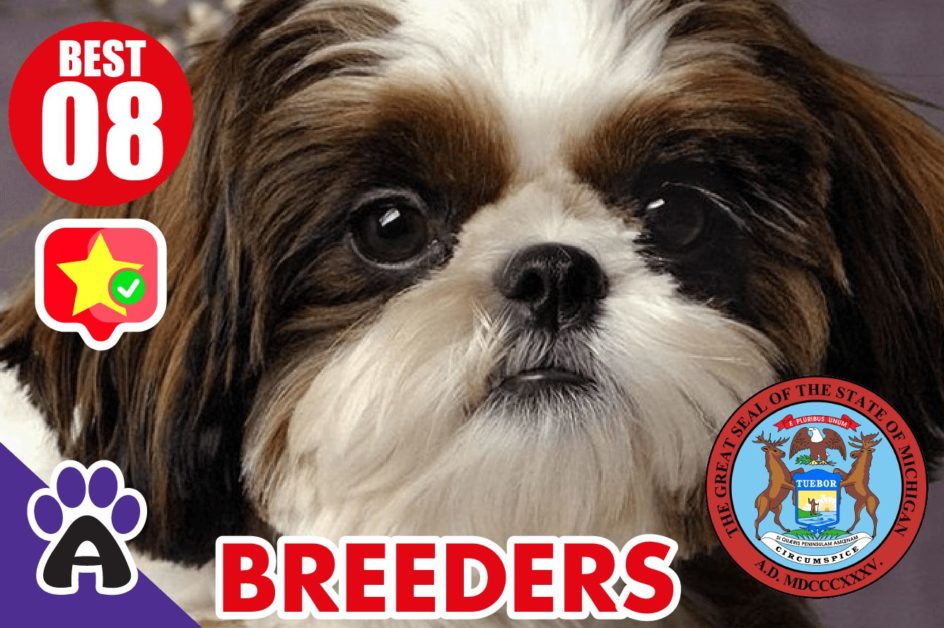 8 Best Reviewed Shih Tzu Breeders In Michigan 2021 (Puppies For Sale in MI)