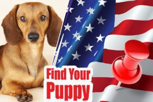 Best Reviewed Dachshund Breeders (Puppies For Sale)