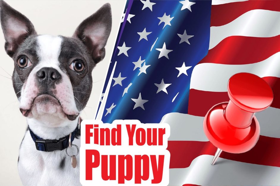Best Reviewed Boston Terrier Breeders (Puppies For Sale)