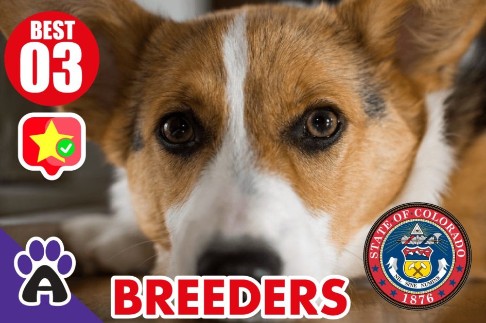 3 Best Reviewed Corgi Breeders in Colorado 2021 (Puppies for Sale CO)