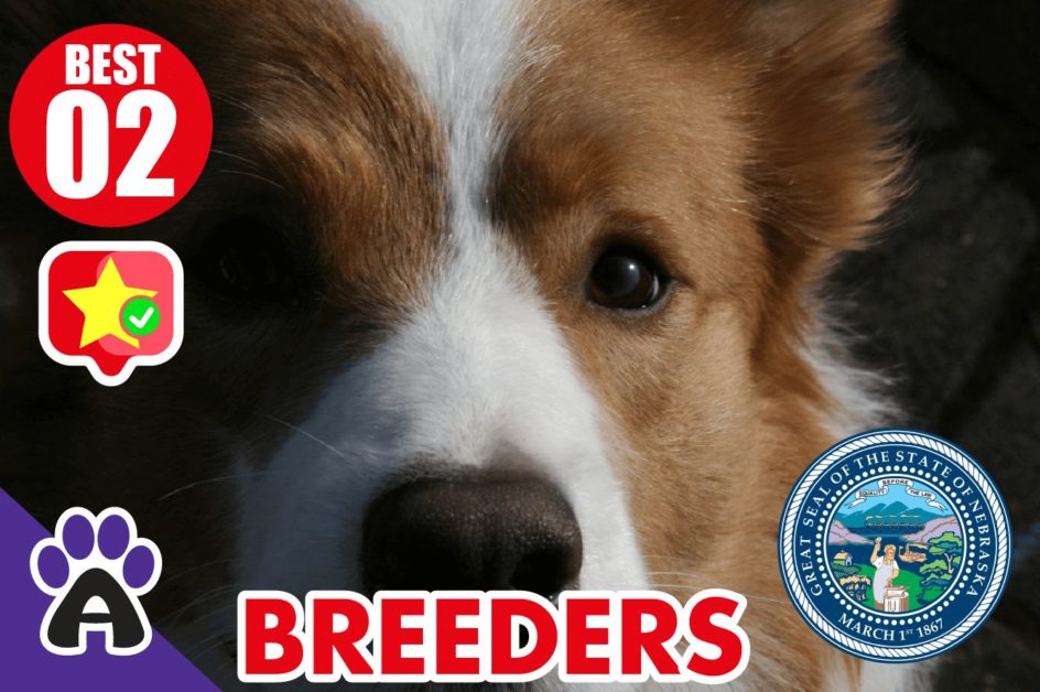 2 Best Reviewed Corgi Breeders in Nebraska 2021 (Puppies for Sale NE)