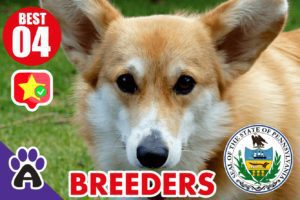 4 Best Reviewed Corgi Breeders in Pennsylvania 2021 (Puppies for Sale PA)