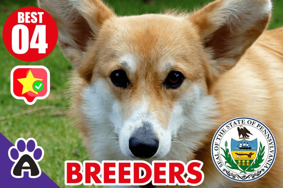 4 Best Reviewed Corgi Breeders in Pennsylvania 2021 (Puppies for Sale PA)