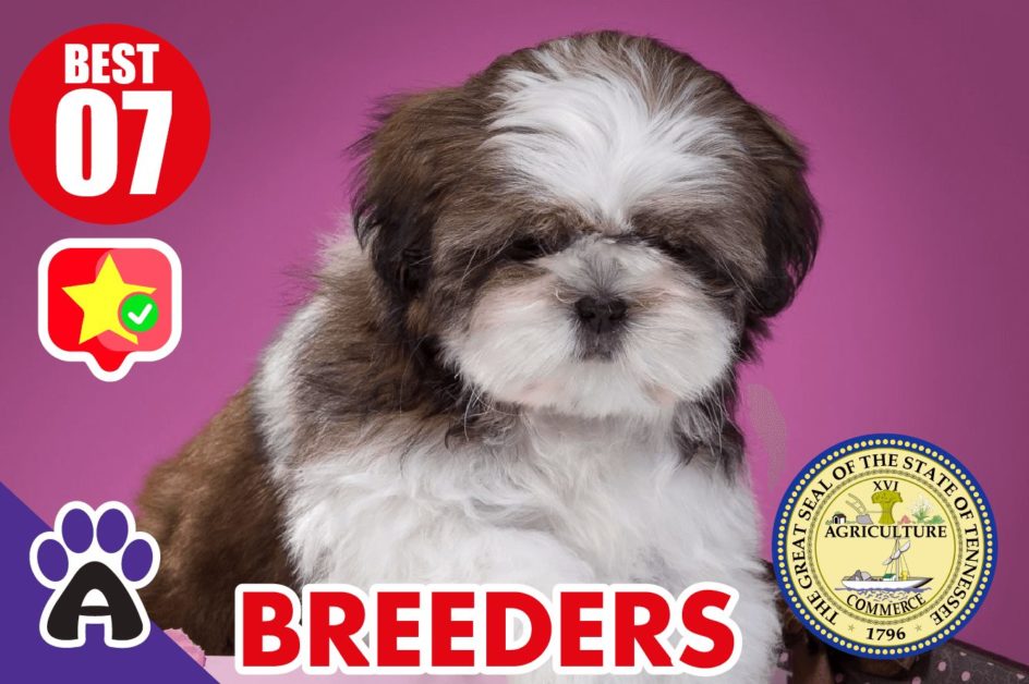 7 Best Reviewed Shih Tzu Breeders In Tennessee 2021 (Puppies For Sale)