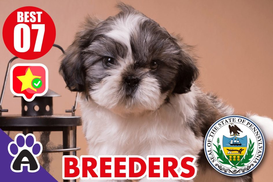 7 Best Reviewed Shih Tzu Breeders In Pennsylvania 2021 (Puppies For Sale)