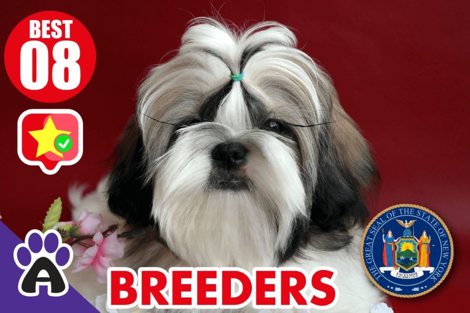 8 Best Reviewed Shih Tzu Breeders In New York 2021 (Puppies For Sale)