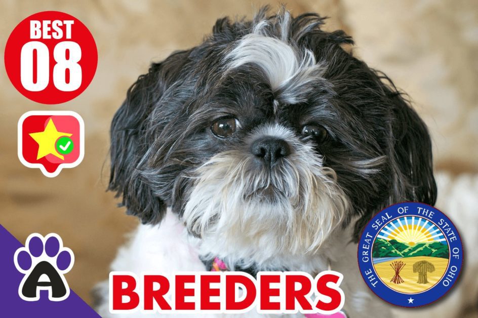 8 Best Reviewed Shih Tzu Breeders In ohio 2021 (Puppies For Sale)