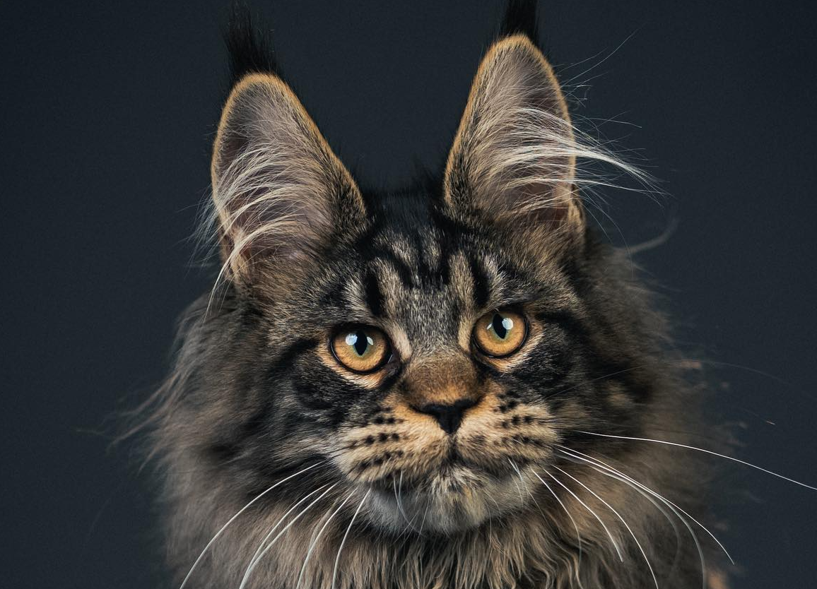 Maine Coon Kittens For Sale