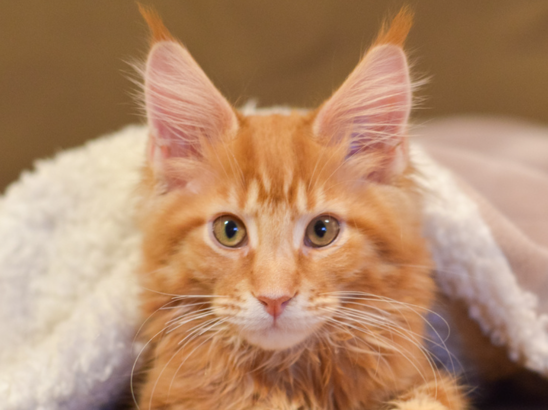 Maine Coon Kittens For Sale in Iowa