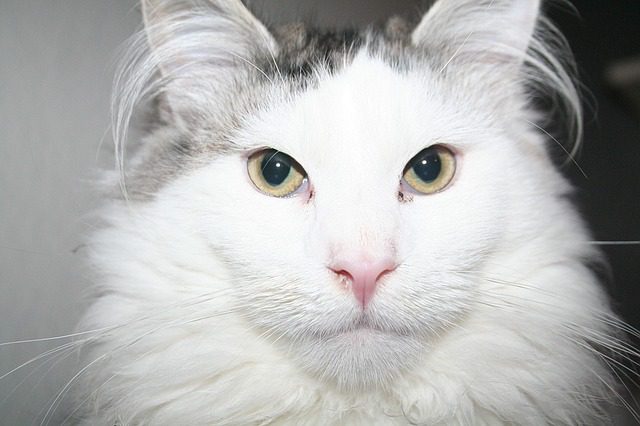 white Maine Coon eyes