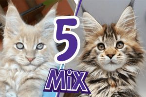 5 Maine Coon Mix Kittens (With Pictures)