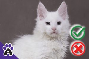 White Maine Coon: Species, Diseases and Nature of Big Cats (With Pictures)