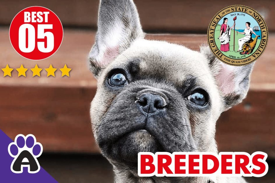 Best 5 Reviewed French Bulldog Breeders In North Carolina 2021 | French Bulldog Puppies For Sale in NC