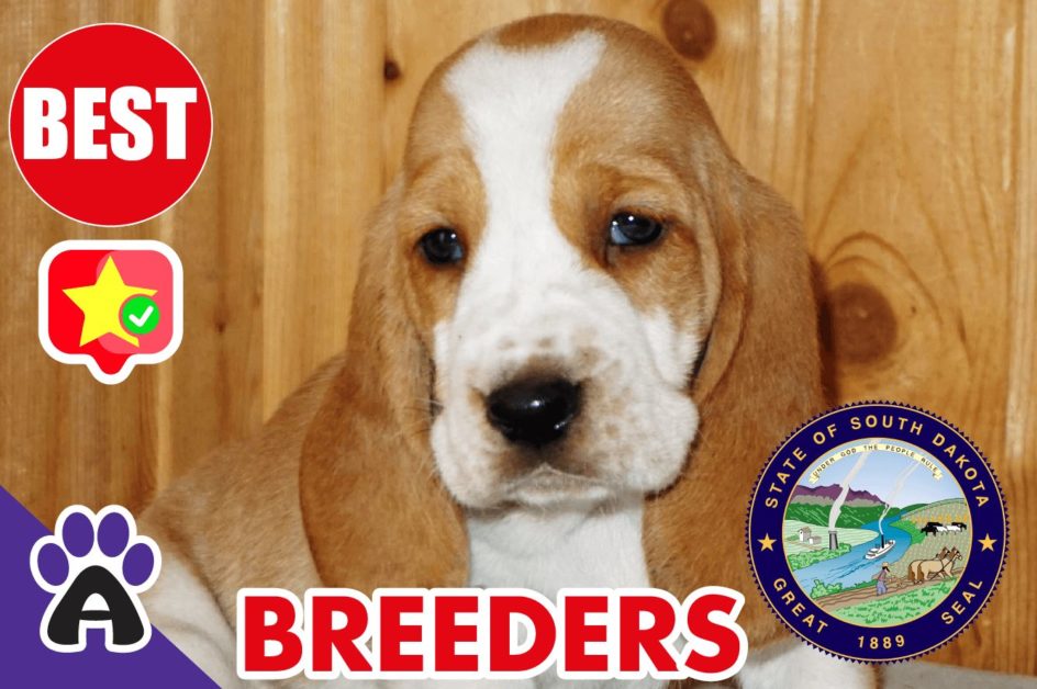 Best Reviewed Basset Hound Breeders In South Dakota 2021 | Basset Hound Puppies For Sale in SD