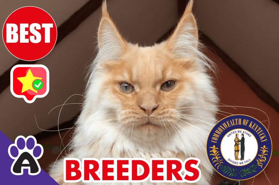 Best Reviewed Maine Coon Breeders In Kentucky 2021 | Maine Coon Kittens For Sale in KY