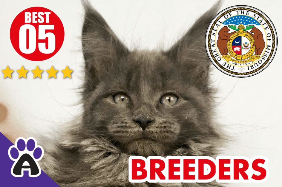 Best 5 Reviewed Maine Coon Breeders In Missouri 2021 | Maine Coon Kittens For Sale in MO
