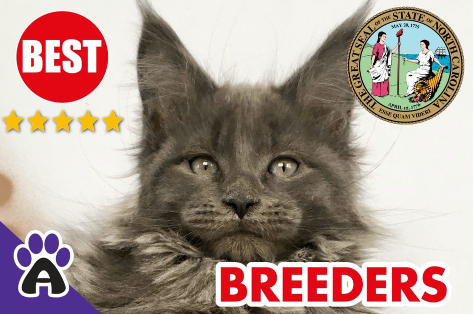 Best Reviewed Maine Coon Breeders In South Carolina 2021 | Maine Coon Kittens For Sale in SC
