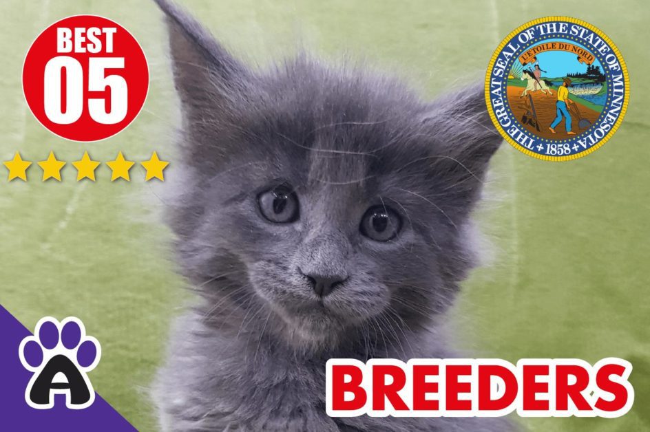Best 5 Reviewed Maine Coon Breeders In Minnesota 2021 | Maine Coon Kittens For Sale In MN