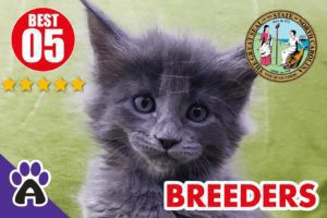 Best 5 Reviewed Maine Coon Breeders In North Carolina 2021 | Maine Coon Kittens For Sale in NC