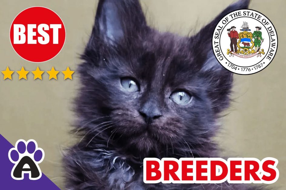 Best Reviewed Maine Coon Breeders In Delaware 2021 | Maine Coon Kittens For Sale in DE