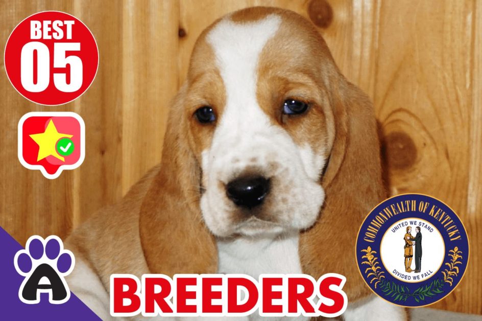 Best 5 Reviewed Basset Hound Breeders In Kentucky 2021 | Basset Hound Puppies For Sale in KY