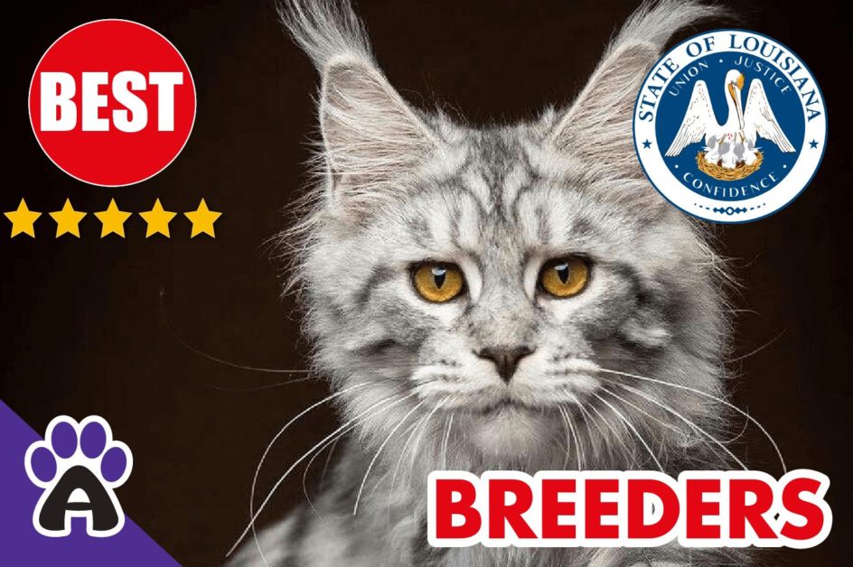 Best Reviewed Maine Coon Breeders In Louisiana 2021 | Maine Coon Kittens For Sale in LA