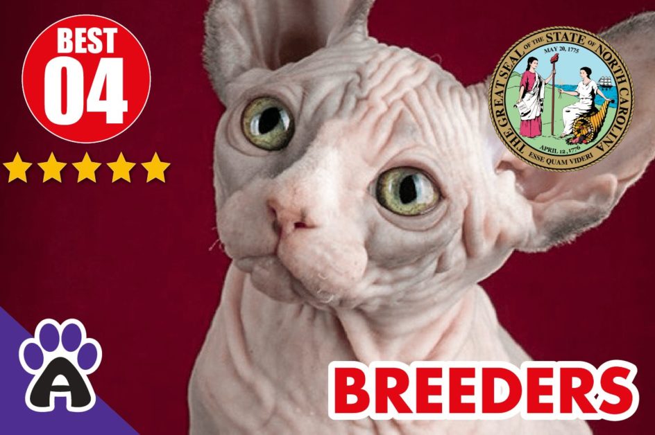 Best 4 Reviewed Sphynx Breeders In North Carolina 2021 | Sphynx Kittens For Sale in NC