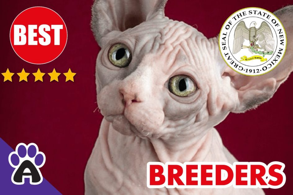 Best Reviewed Sphynx Breeders In New Mexico 2021 | Sphynx Kittens For Sale in NM