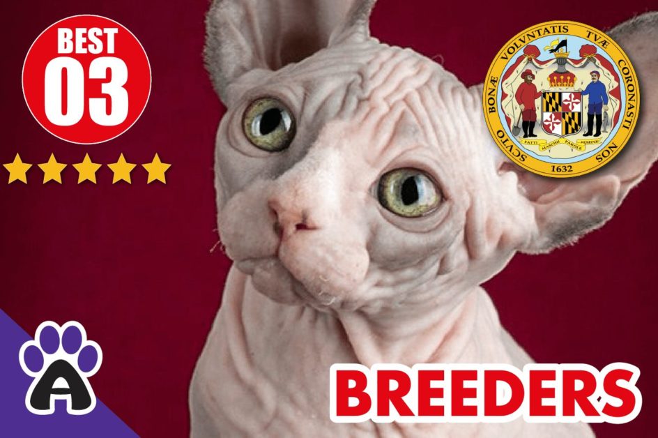 Best 3 Reviewed Sphynx Breeders In Maryland 2021 | Sphynx Kittens For Sale in MD