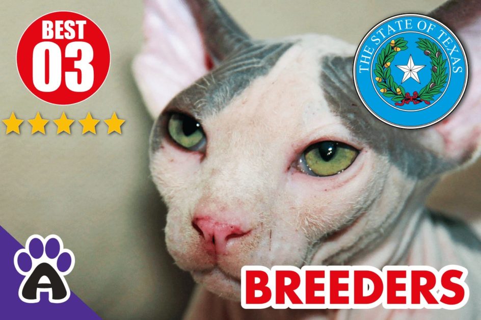 Best 3 Reviewed Sphynx Breeders In Texas 2021 | Sphynx Kittens For Sale in TX