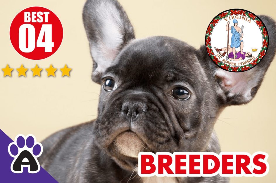 Best 4 Reviewed French Bulldog Breeders In Virginia 2021 | French Bulldog Puppies For Sale in VA