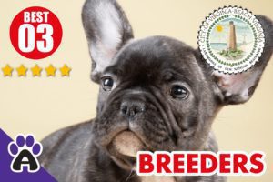 Best 3 Reviewed French Bulldog Breeders In Virginia Beach 2021 | French Bulldog Puppies For Sale in Virginia Beach (VA)