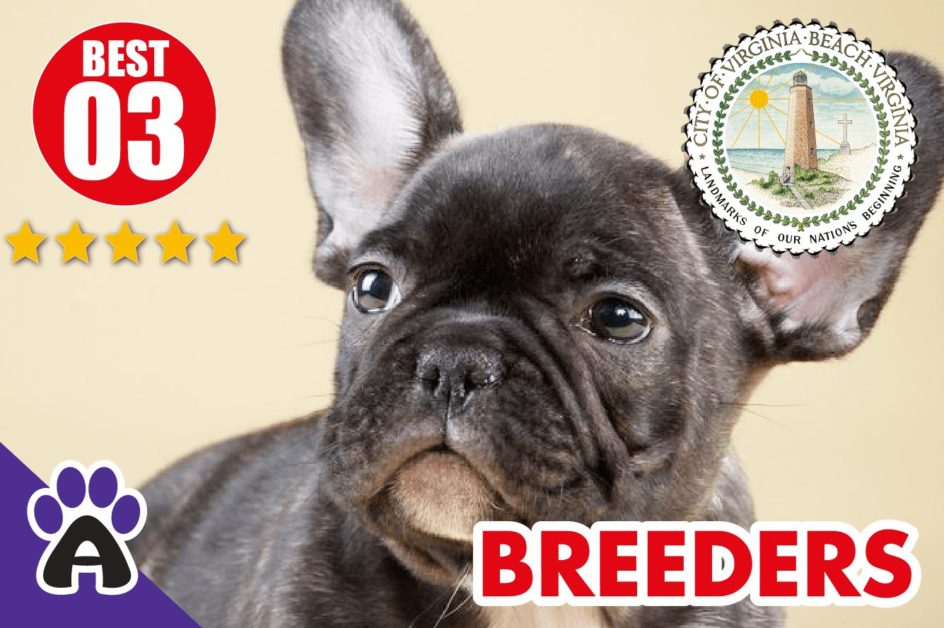 Best 3 Reviewed French Bulldog Breeders In Virginia Beach 2021 | French Bulldog Puppies For Sale in Virginia Beach (VA)