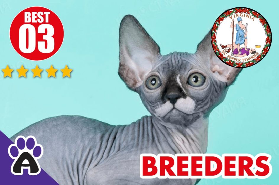 Best 3 Reviewed Sphynx Breeders In Virginia 2021 | Sphynx Kittens For Sale in VA