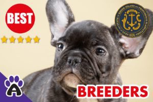 Best Reviewed French Bulldog Breeders In Rhode Island 2021 | French Bulldog Puppies For Sale in New RI