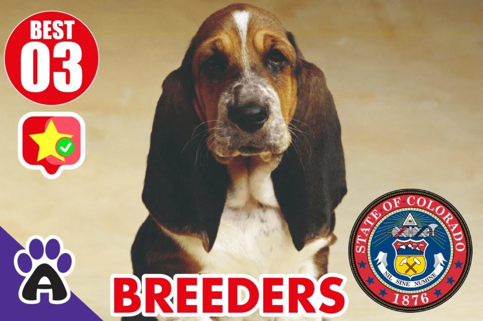Best 3 Reviewed Basset Hound Breeders In Colorado 2021 | Basset Hound Puppies For Sale in CO