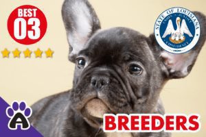 Best 3 Reviewed French Bulldog Breeders In Louisiana 2021 | French Bulldog Puppies For Sale in New LA