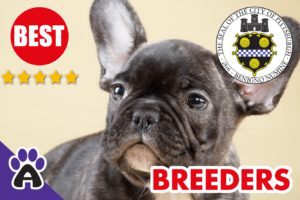 Best Reviewed French Bulldog Breeders In Pittsburgh 2021 | French Bulldog Puppies For Sale in New Pittsburgh