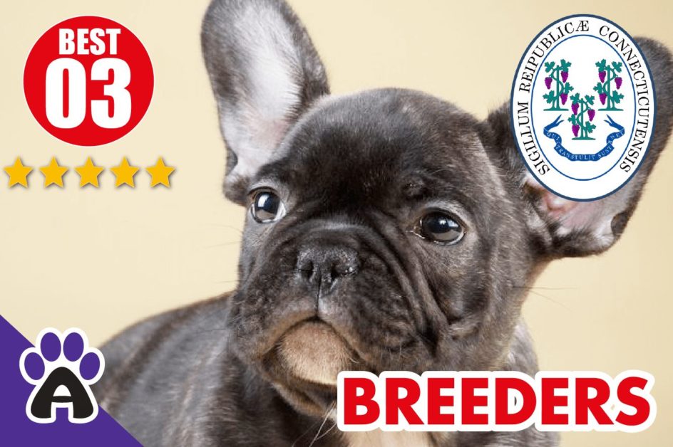 Best 3 Reviewed French Bulldog Breeders In Connecticut 2021 | French Bulldog Puppies For Sale in New CT