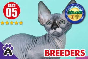 Best 5 Reviewed Sphynx Breeders In Ohio 2021 | Sphynx Kittens For Sale in OH