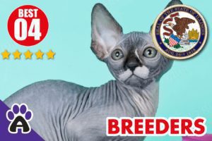Best 4 Reviewed Sphynx Breeders In Illinois 2021 | Sphynx Kittens For Sale in IL