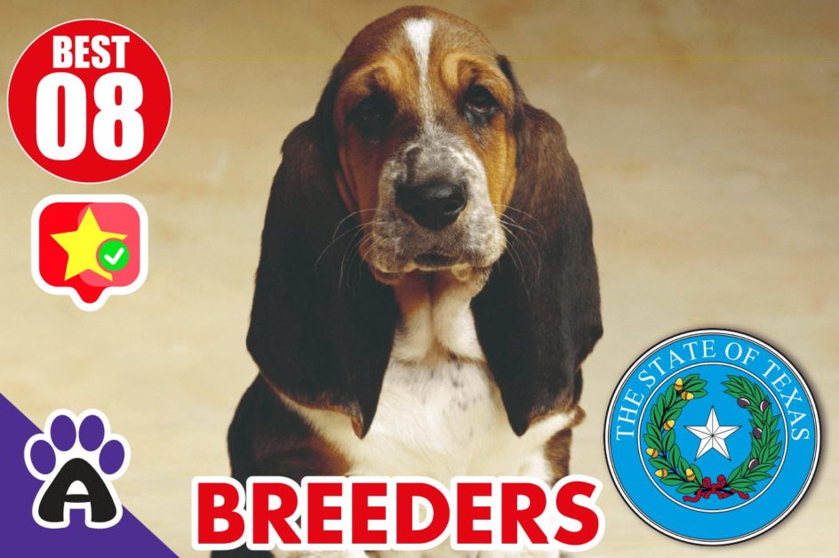 Best 8 Reviewed Basset Hound Breeders In Texas 2021 | Basset Hound Puppies For Sale in TX