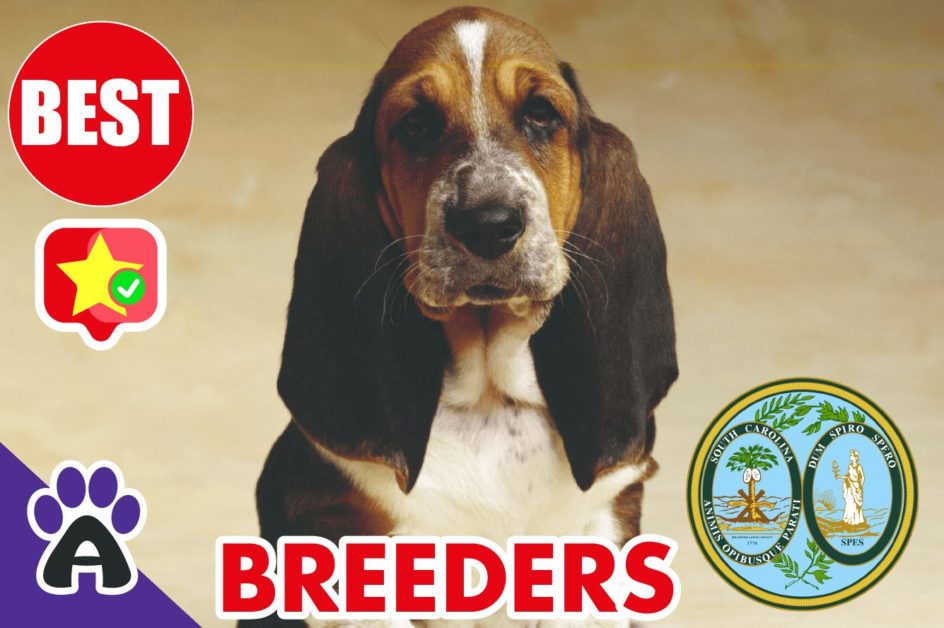 Best Reviewed Basset Hound Breeders In South Carolina 2021 | Basset Hound Puppies For Sale in SC