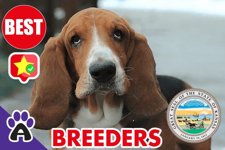 Best Reviewed Basset Hound Breeders In Kansas 2021 | Basset Hound Puppies For Sale in KS