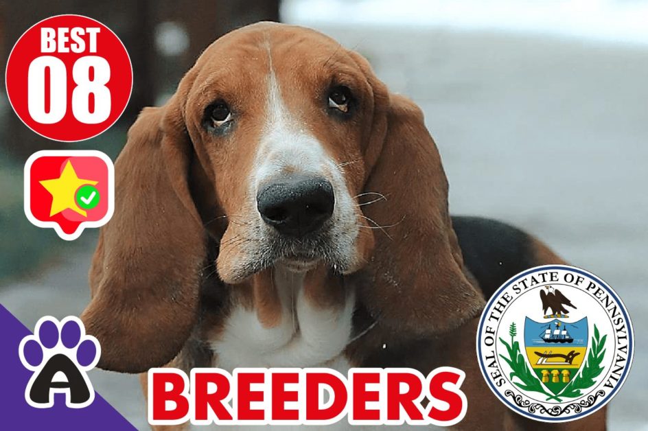 Best 8 Reviewed Basset Hound Breeders In Pennsylvania 2021 | Basset Hound Puppies For Sale in PA