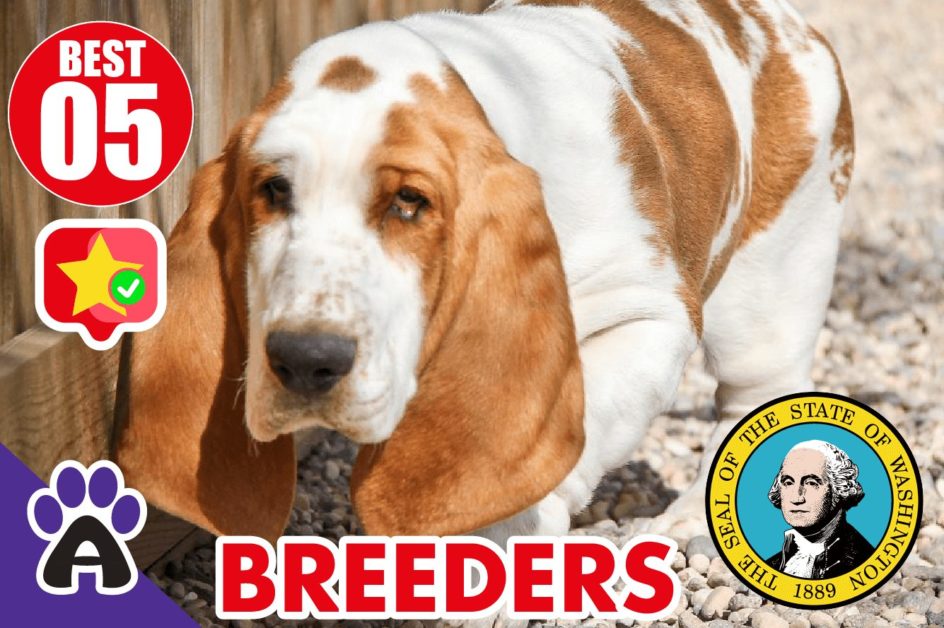 Best 5 Reviewed Basset Hound Breeders In Washington 2021 | Basset Hound Puppies For Sale in WA