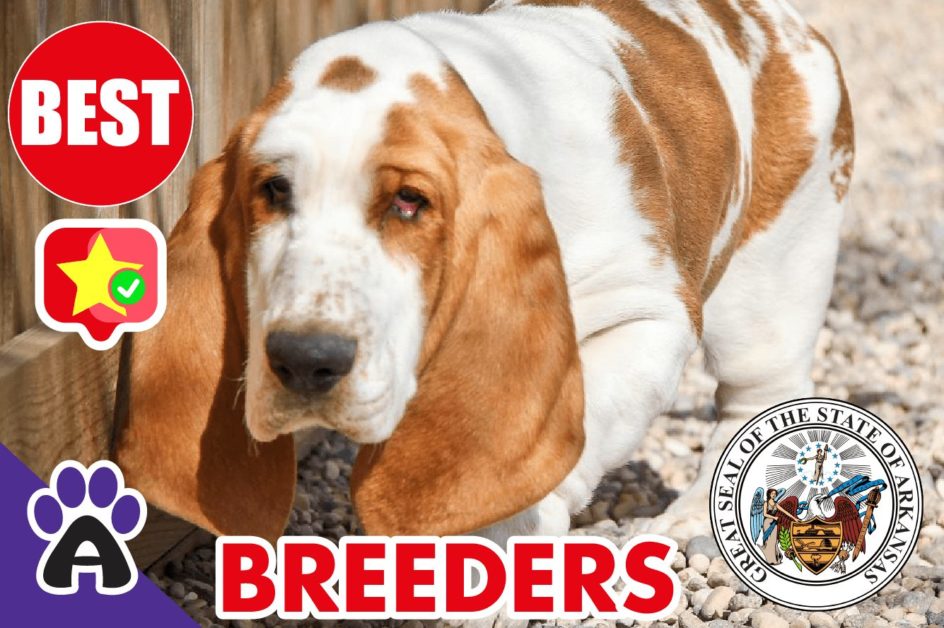 Best Reviewed Basset Hound Breeders In Arkansas 2021 | Basset Hound Puppies For Sale in AR