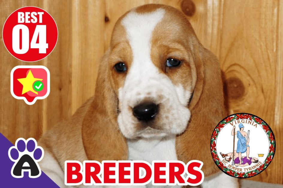 Best 4 Reviewed Basset Hound Breeders In Virginia 2021 | Basset Hound Puppies For Sale in VA