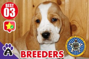 Best 3 Reviewed Basset Hound Breeders In Oklahoma 2021 | Basset Hound Puppies For Sale in OK