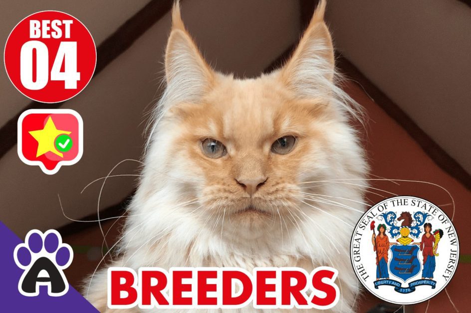 Best 4 Reviewed Maine Coon Breeders In New Jersey 2021 | Maine Coon Kittens For Sale in NJ